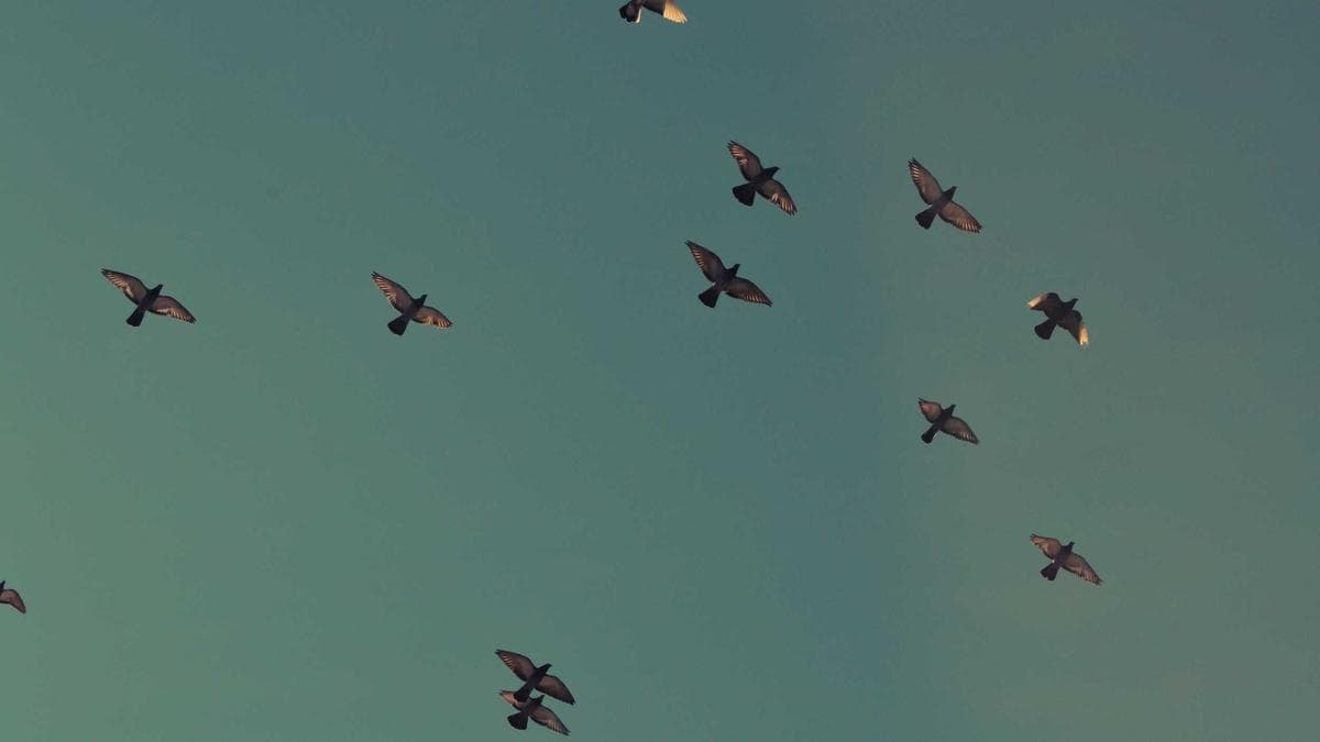 FAQ: можно ли перенести данные — AIcore Testers